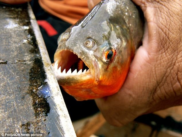 fish attack victims Piranha