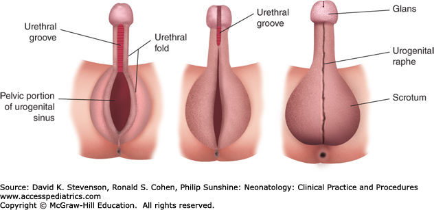 Hermaphrodite sex organs