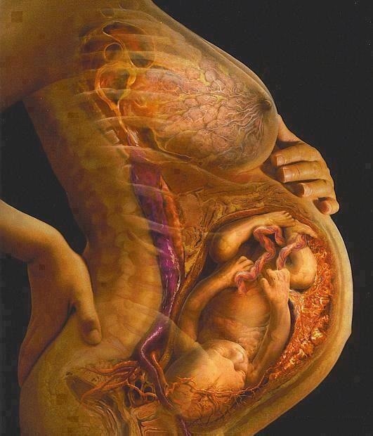 Pregnant woman anatomy