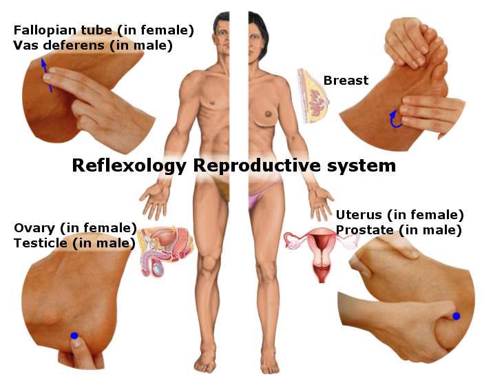 Male female sex organs