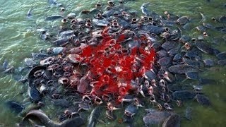 Piranha fish attack victims